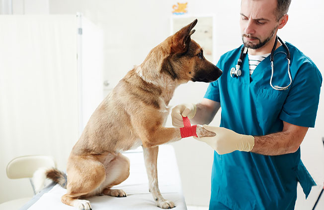 Salud de las mascotas