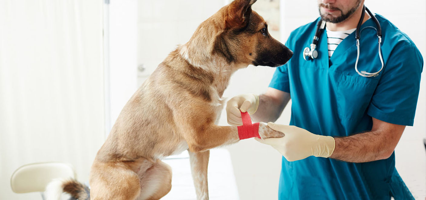 Salud de las mascotas